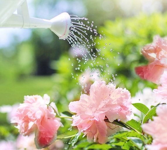 Un arrosoir blanc qui abreuve des pivoine roses