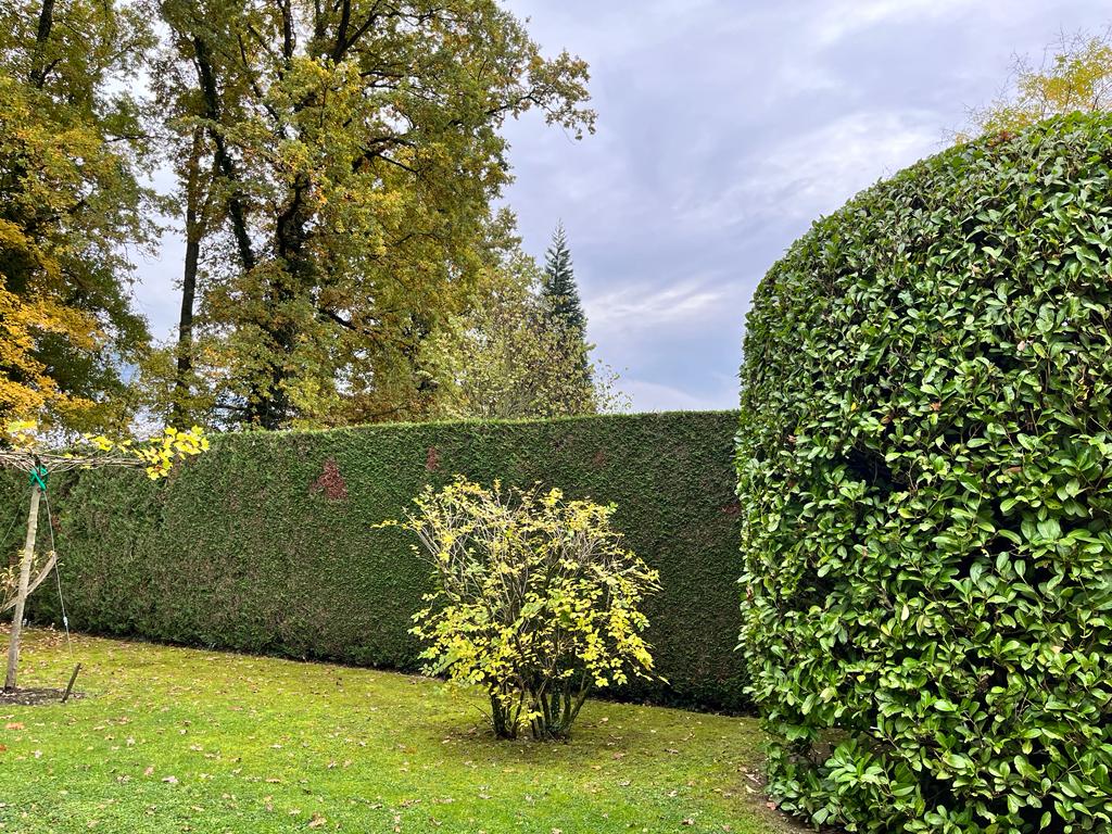 Taille d'une haie de lauriers et de cyprès dans un jardin arboré